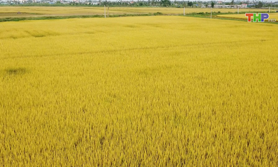 Tập trung ph&aacute;t triển n&ocirc;ng nghiệp