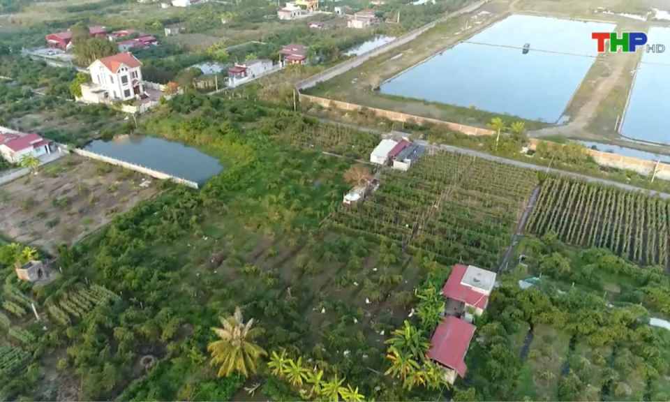 N&ocirc;ng th&ocirc;n mới Hải Ph&ograve;ng: Chuyển dịch cơ cấu kinh tế trong sản xuất n&ocirc;ng nghiệp