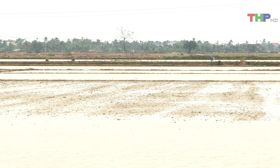 Huyện Vĩnh Bảo: Gieo cấy vụ Xu&acirc;n