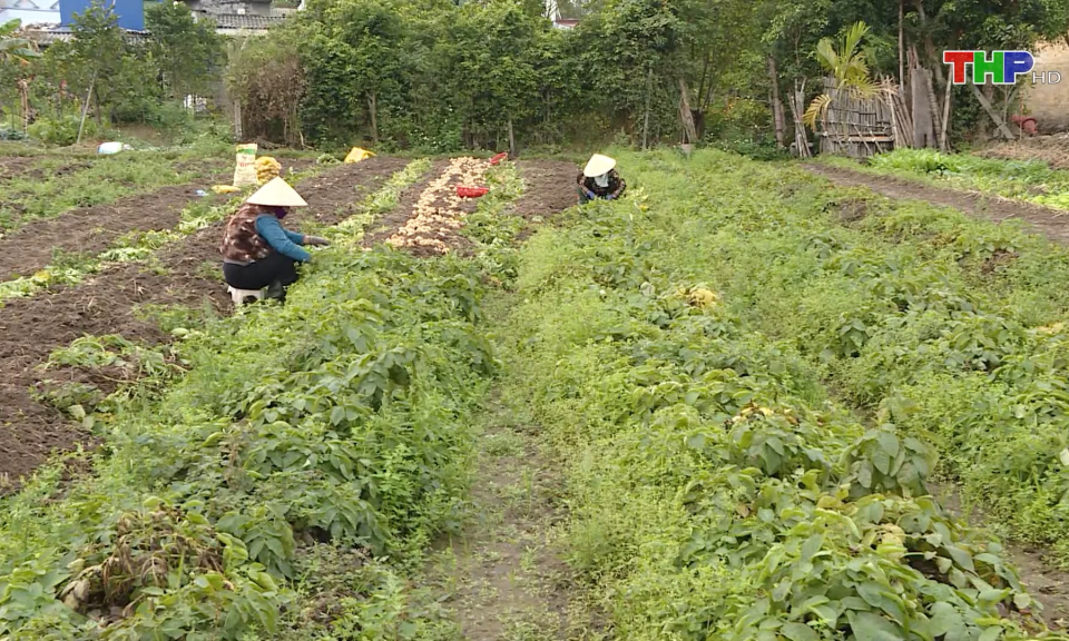 Khoai t&acirc;y được m&ugrave;a, được gi&aacute;