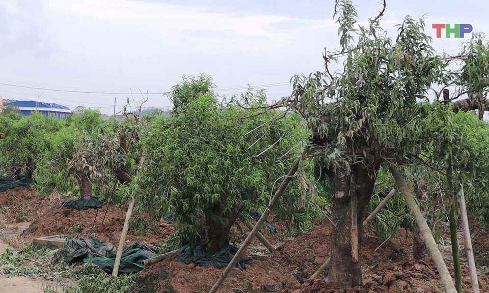 Ph&aacute;t huy hiệu quả Nghị định hỗ trợ n&ocirc;ng nghiệp  