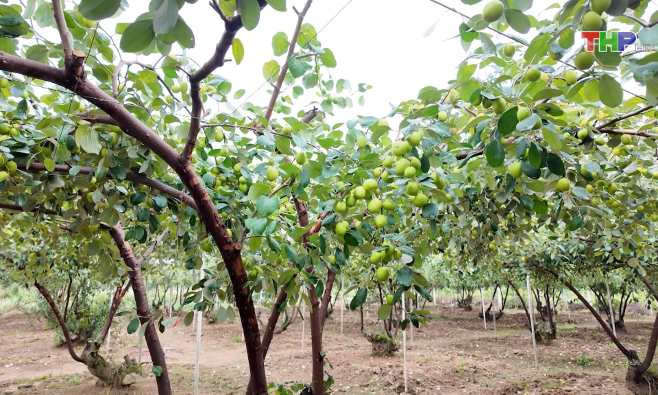 M&ugrave;a t&aacute;o muộn 