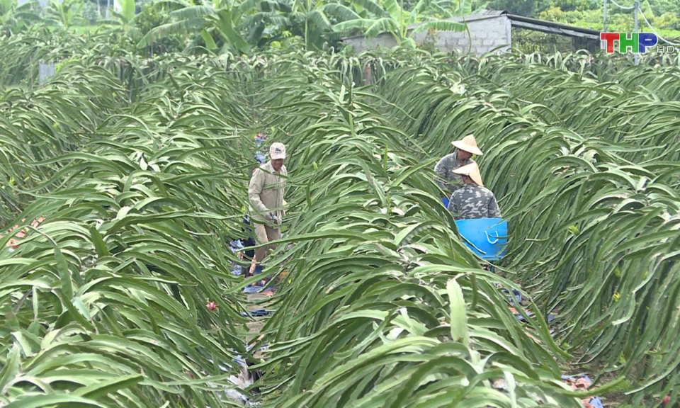 T&aacute;i cơ cấu lĩnh vực trồng trọt