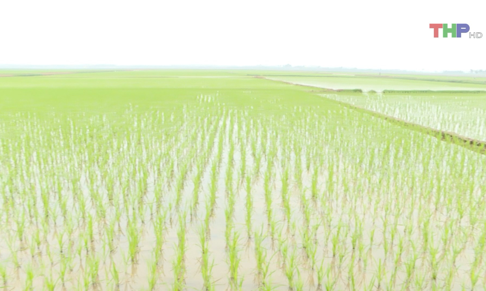 Cơ bản ho&agrave;n th&agrave;nh gieo cấy vụ xu&acirc;n