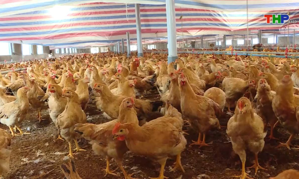 N&ocirc;ng th&ocirc;n mới Hải Ph&ograve;ng: X&acirc;y dựng v&ugrave;ng sản xuất n&ocirc;ng nghiệp h&agrave;ng h&oacute;a tập trung