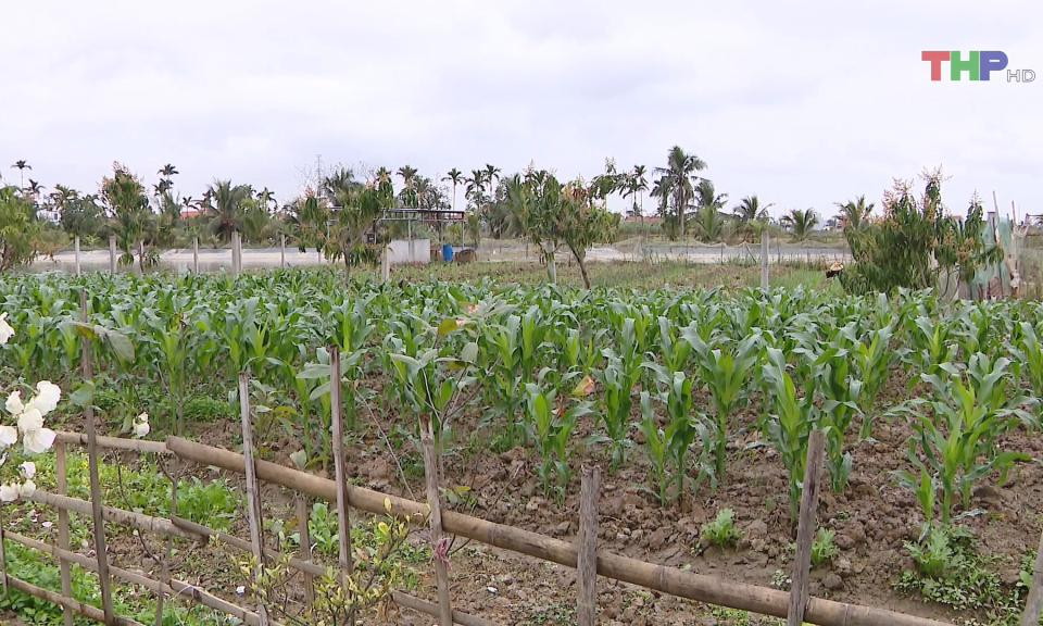 Hiệu quả chuyển đổi cơ cấu c&acirc;y trồng