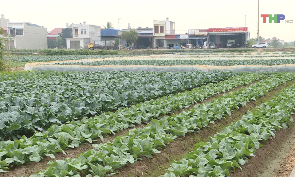 Tập trung gieo trồng c&acirc;y vụ xu&acirc;n