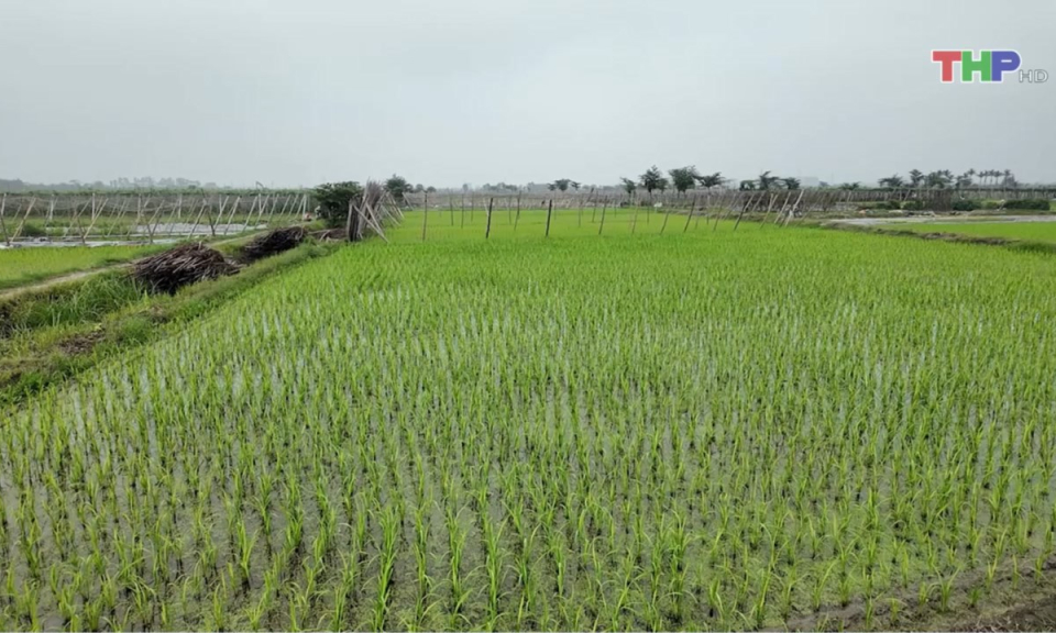 Bản tin thời sự trưa (13/03/2025)