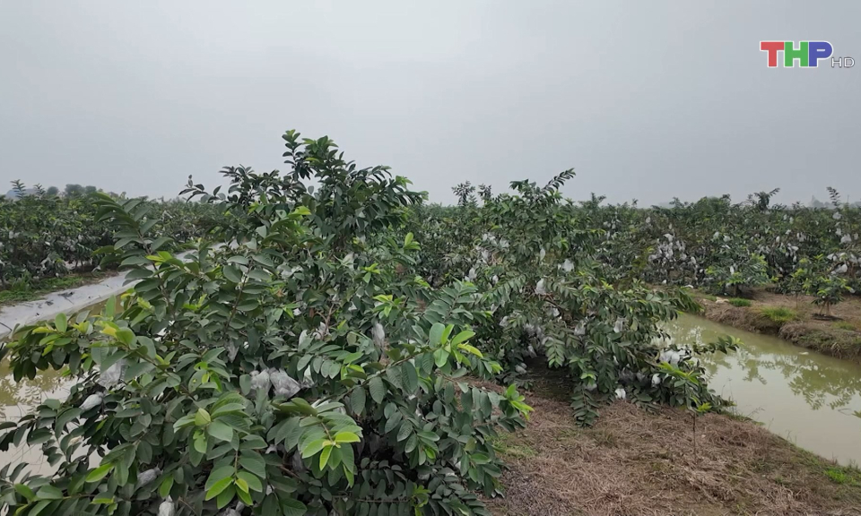 Tập trung gieo trồng rau màu vụ xuân hè