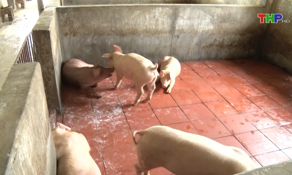 Tăng cường ph&ograve;ng, chống dịch tả lợn ch&acirc;u Phi  