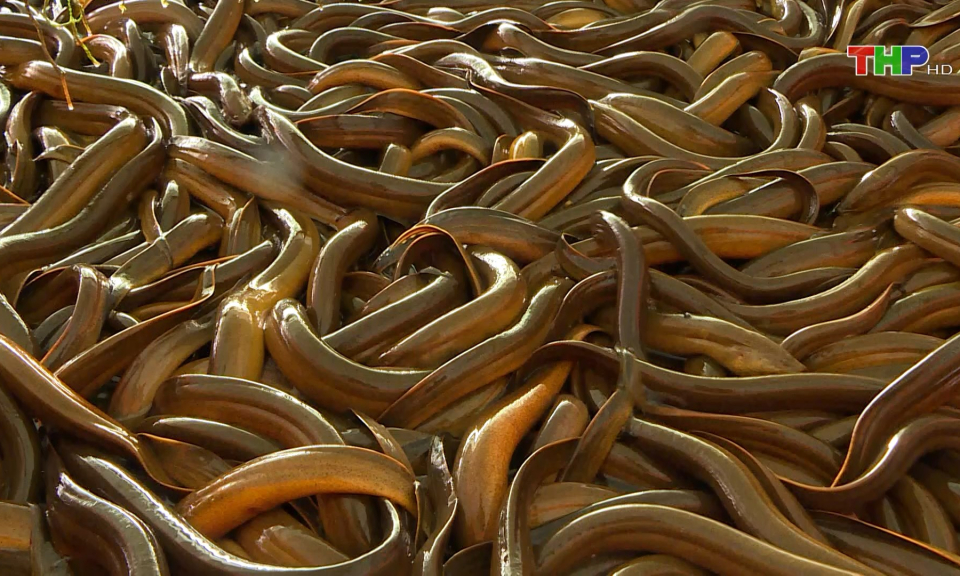 M&ocirc; h&igrave;nh nu&ocirc;i lươn kh&ocirc;ng b&ugrave;n 