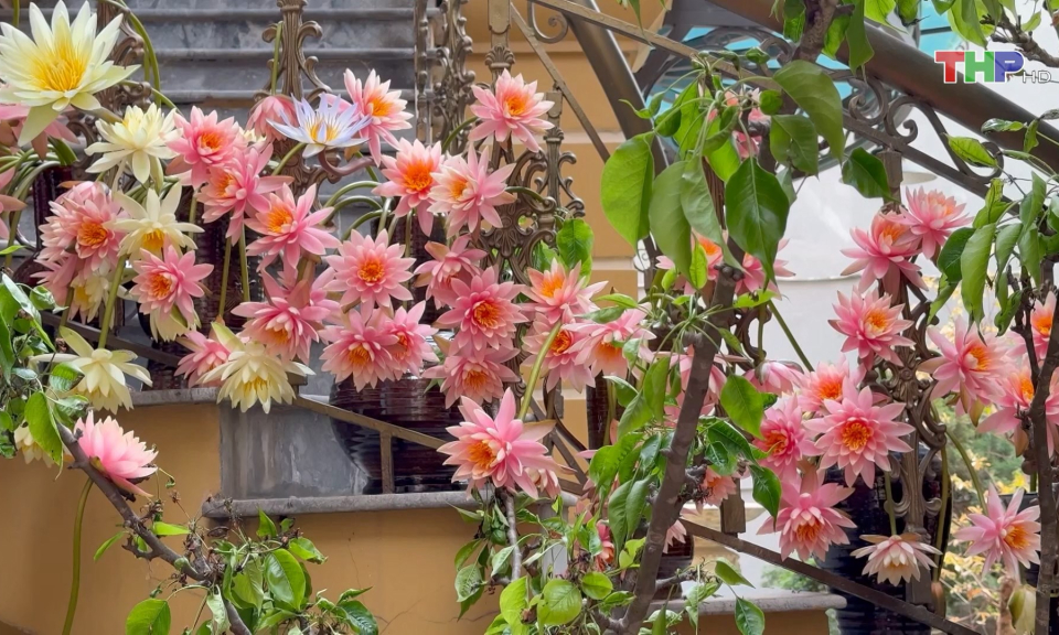 Sắc hoa s&uacute;ng trong l&ograve;ng phố thị