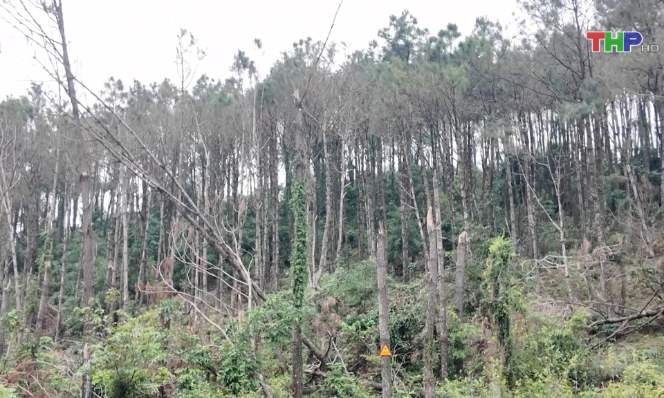 Ph&ograve;ng chống ch&aacute;y rừng dịp Thanh Minh