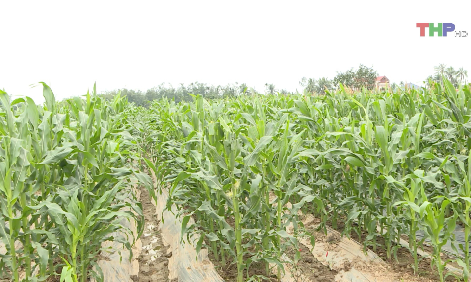 Ph&aacute;t huy hiệu quả từ chuyển đổi m&ocirc; h&igrave;nh sản xuất n&ocirc;ng nghiệp