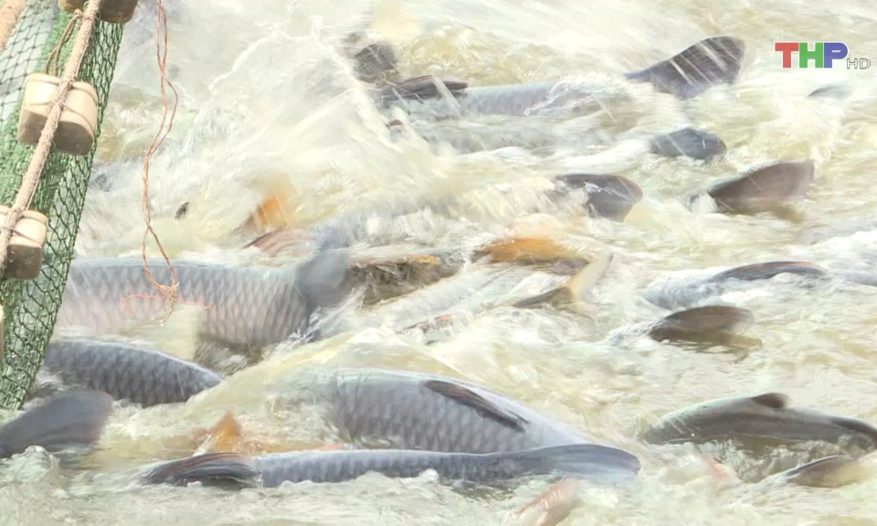 Thủy sản th&agrave;nh phố tăng trưởng cao trong Qu&yacute; I