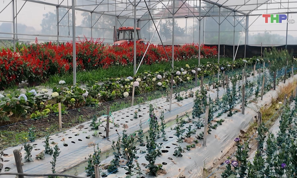 Nh&acirc;n rộng m&ocirc; h&igrave;nh sản xuất tập trung, hiệu quả cao