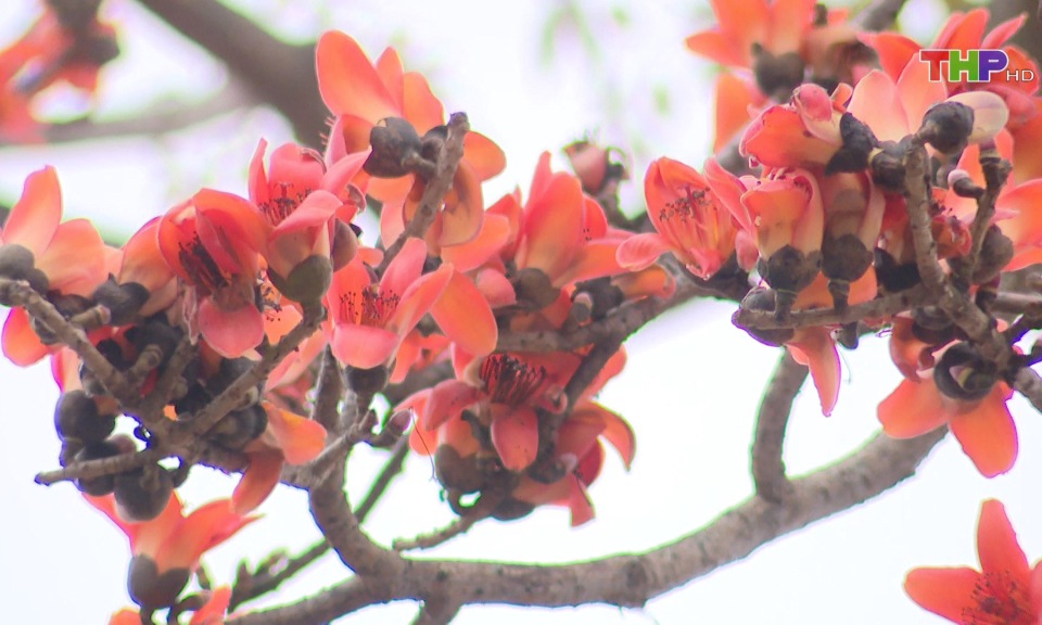 Rực rỡ sắc hoa gạo