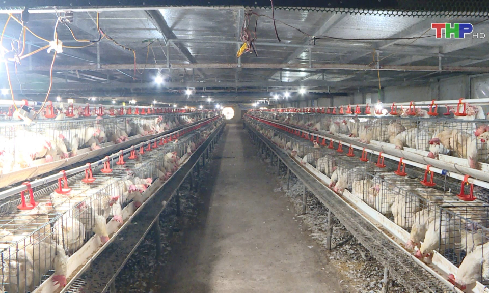 Chủ động ph&ograve;ng chống dịch bệnh tr&ecirc;n đ&agrave;n vật nu&ocirc;i