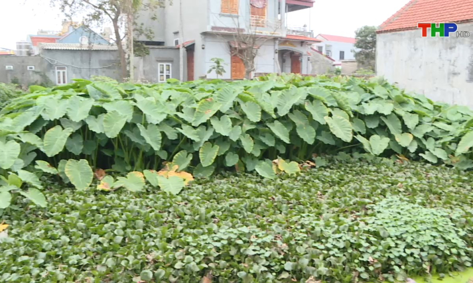 Hộp thư truyền hình: Kiến nghị về việc lấn chiếm rãnh thoát nước