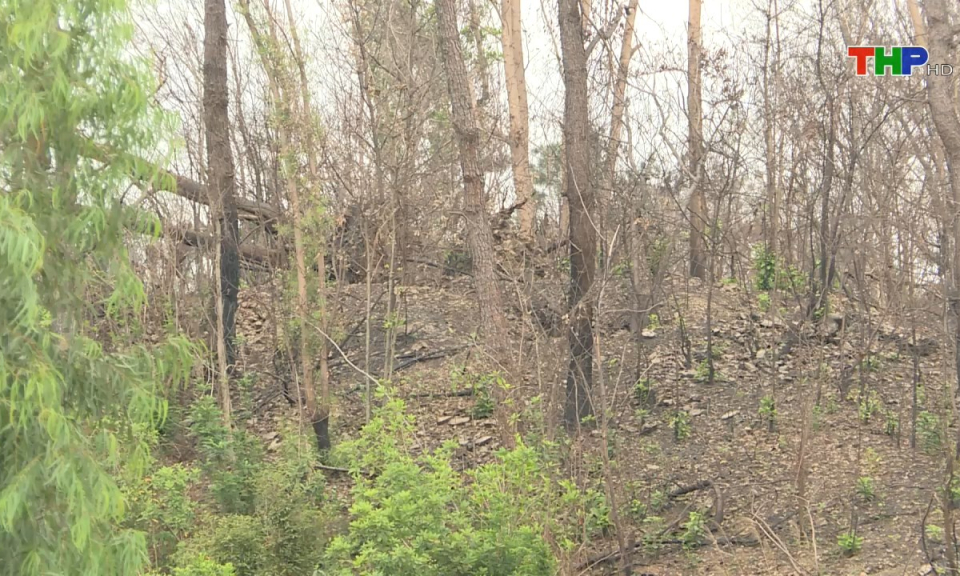 Ph&aacute;p luật v&agrave; cuộc sống: Tăng cường c&ocirc;ng t&aacute;c quản l&yacute;, bảo vệ rừng v&agrave; đất rừng