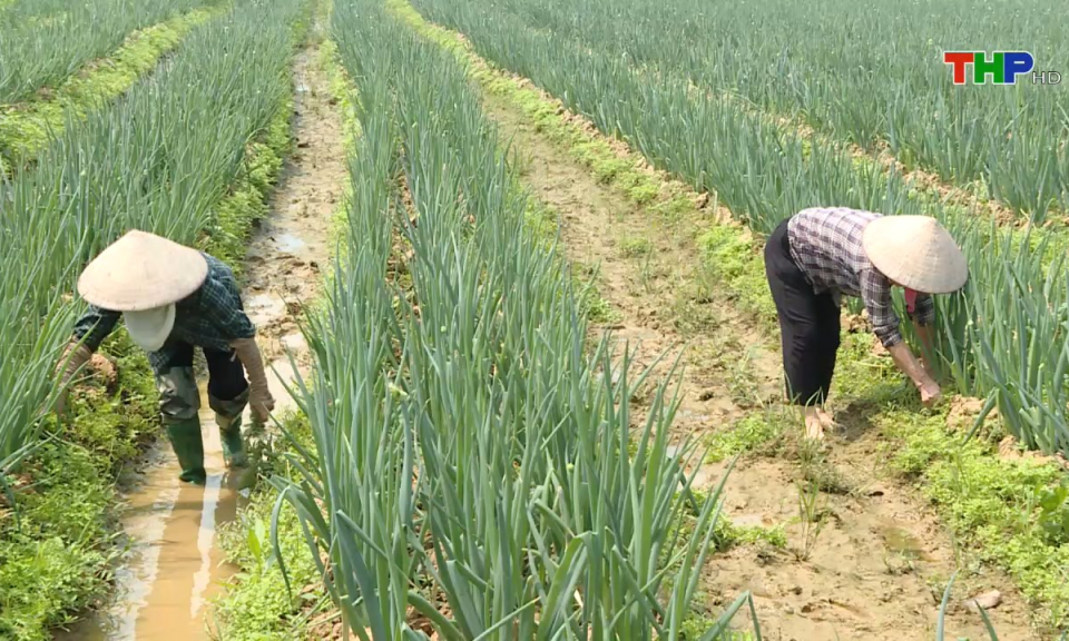 Kinh tế v&agrave; đ&ocirc; thị: Ph&aacute;t triển kinh tế tập thể trong giai đoạn mới