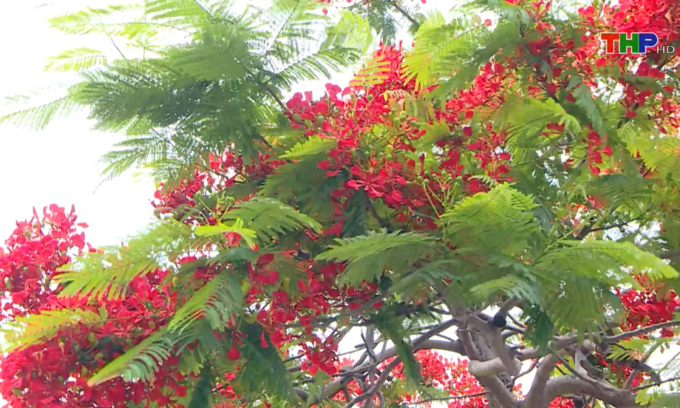 Bản tin tiếng Trung (26/04/2025)