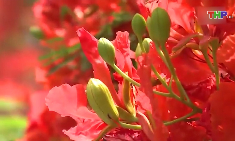 Th&agrave;nh phố Hoa phượng đỏ: Ca kh&uacute;c vượt thời gian