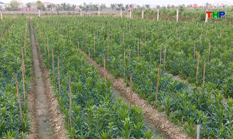 Nông thôn mới Hải Phòng: Khắc phục tình trạng đất nông nghiệp bỏ hoang