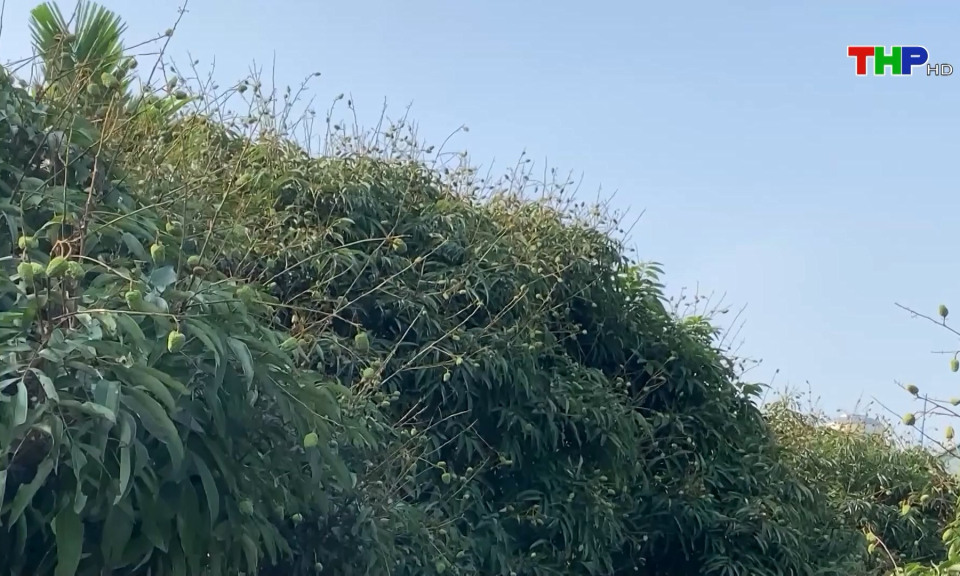 Th&uacute;c đẩy kết nối ti&ecirc;u thụ sản phẩm vải thiều Thanh H&agrave;