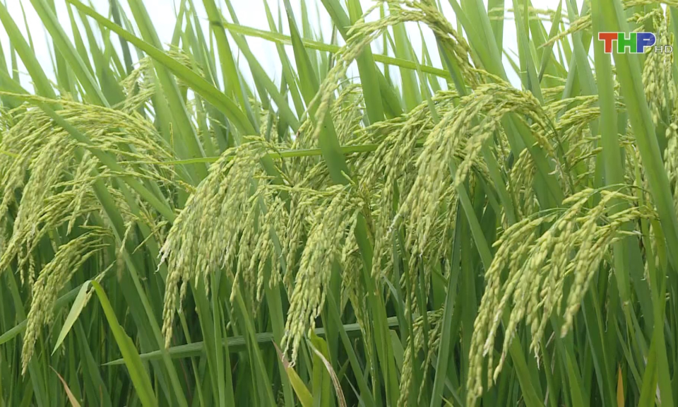 Thử nghiệm các giống lúa năng suất cao