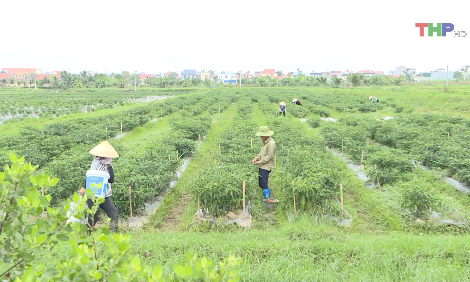 Hỗ trợ các hợp tác xã mở rộng sản xuất