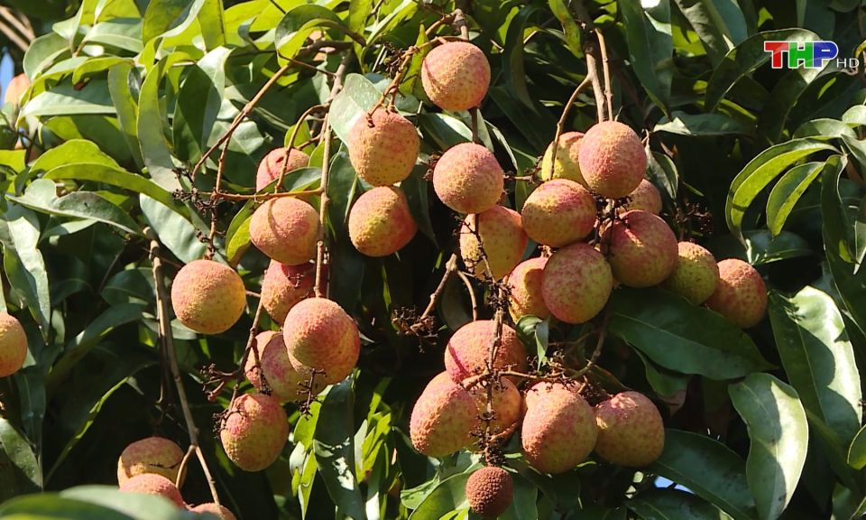 Mở rộng kết nối tiêu thụ vải thiều