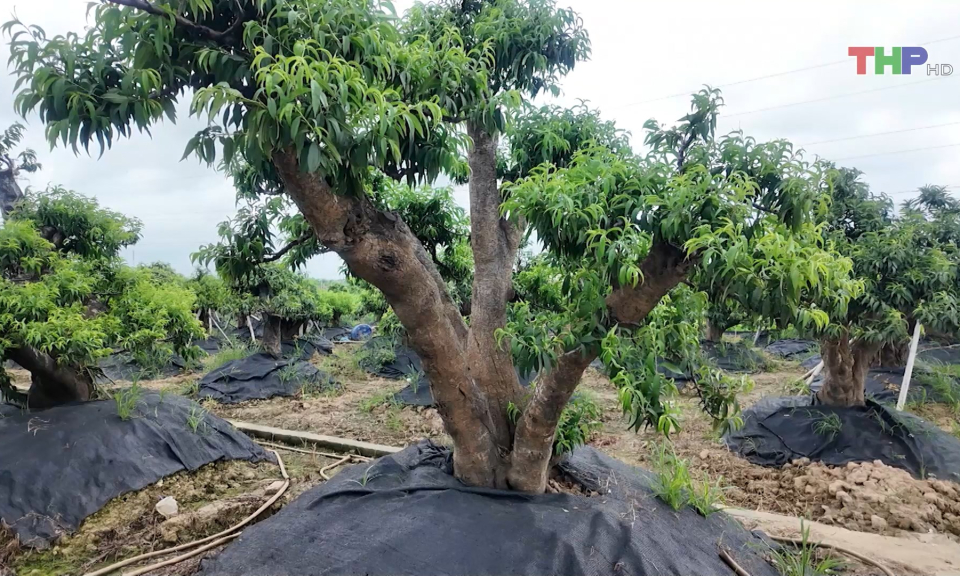 Chăm sóc, phát triển diện tích trồng đào 