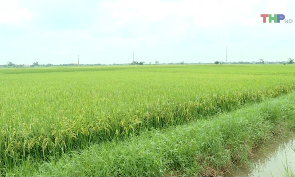 Bản tin thời sự trưa (02/06/2025)