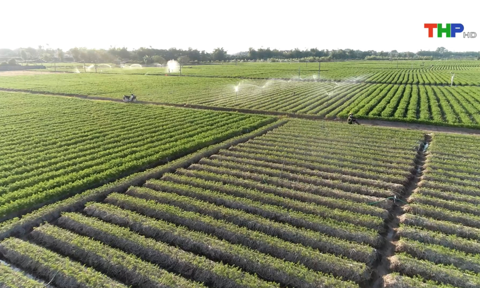 Triển vọng phát triển nông nghiệp khi hợp nhất Hải Dương - Hải Phòng
