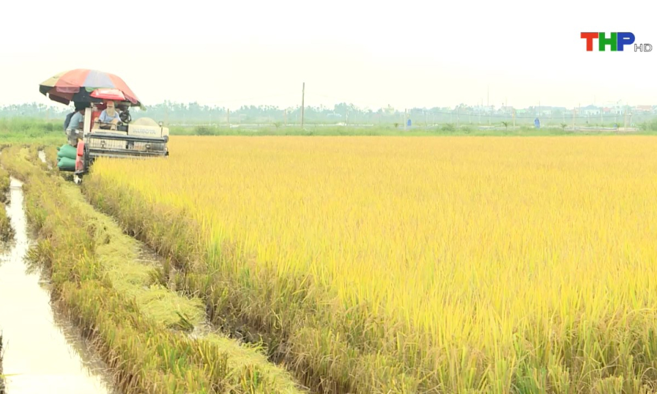 Bản tin Hải Phòng hôm nay (05/06/2025)