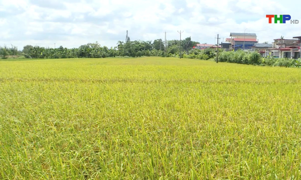Bản tin Hải Phòng hôm nay (06/06/2025)