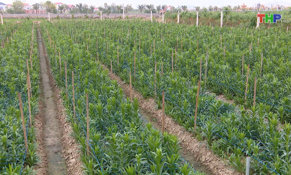 Khắc phục tình trạng đất nông nghiệp bỏ hoang