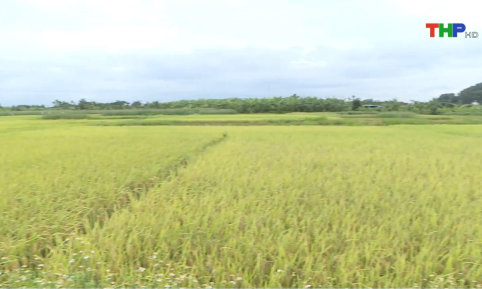 Bản tin thời sự sáng (08/06/2025)