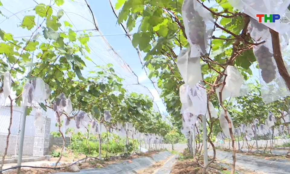 Kinh tế và đô thị: Thúc đẩy phát triển kinh tế tập thể, hợp tác xã bền vững