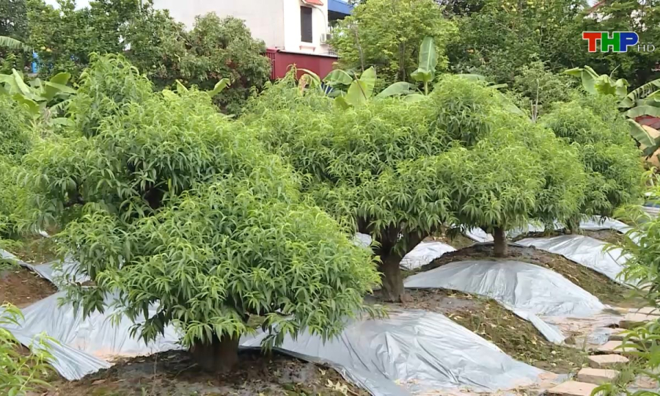Nông thôn mới Hải Phòng: Hỗ trợ nông dân nhân rộng mô hình phát triển kinh tế hộ gia đình