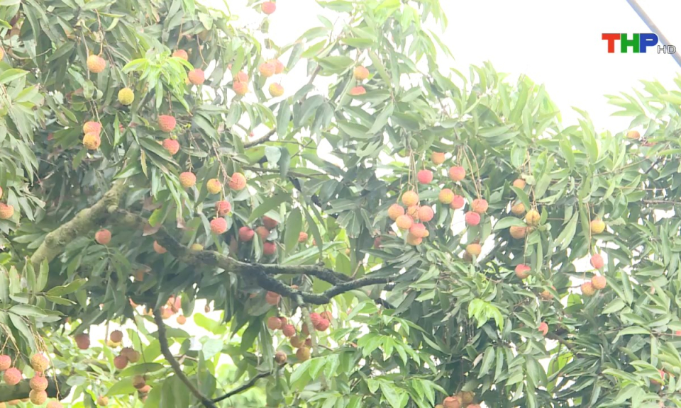 Nông thôn mới Hải Phòng: Phát triển liên kết trong sản xuất nông nghiệp