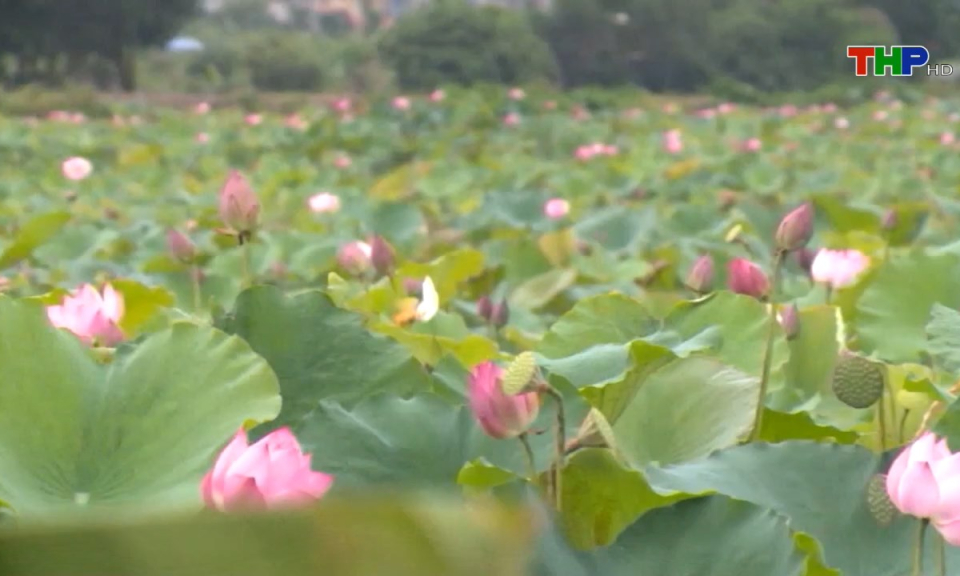 Đến Hải Phòng, đi lòng vòng: Mùa sen ở Hải Phòng