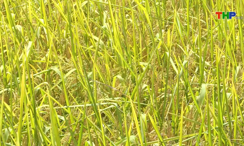 Bản tin thời sự sáng (22/06/2025)