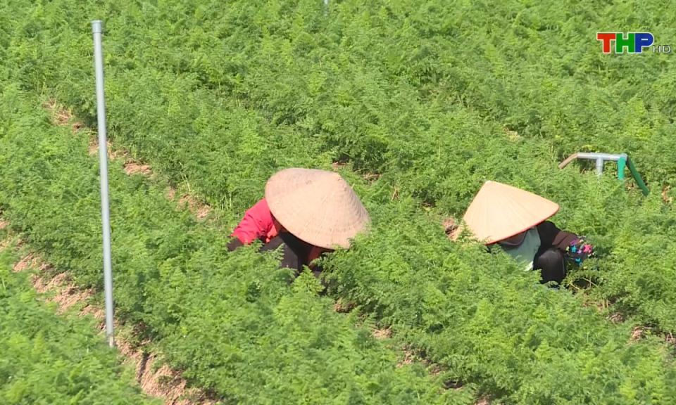 Bản tin Hải Phòng hôm nay (25/06/2025)