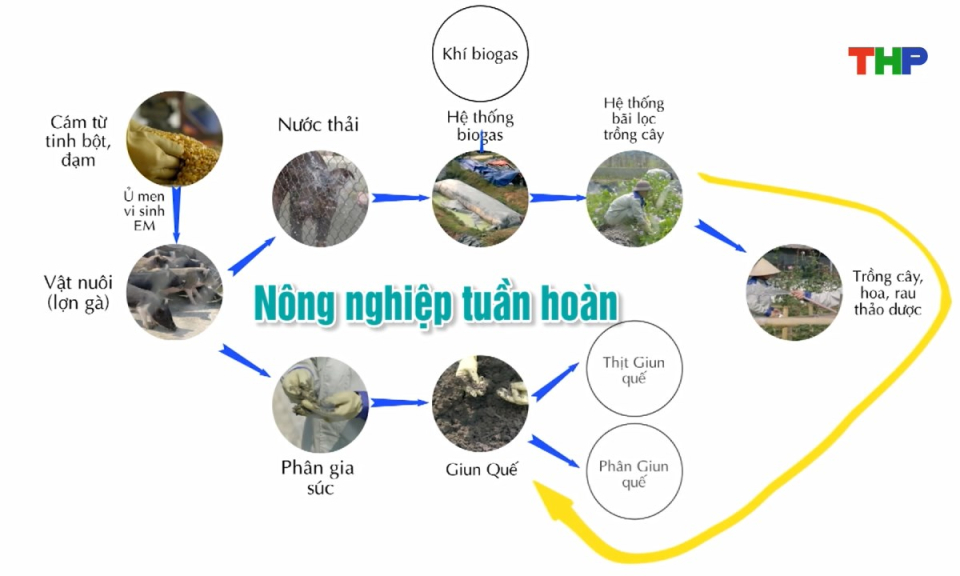 Nông thôn mới Hải Phòng: Phát triển nông nghiệp tuần hoàn