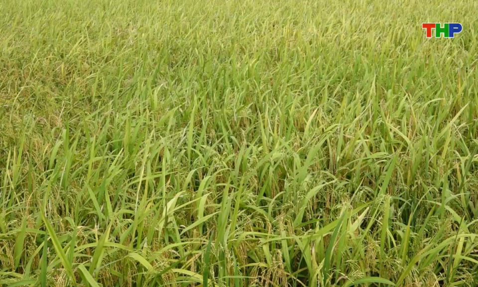 Bản tin Hải Phòng hôm nay (04/07/2025)