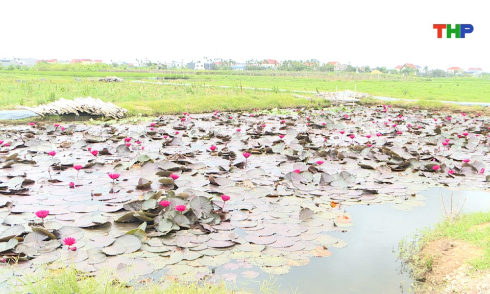Nông thôn mới Hải Phòng: Xây dựng vùng sản xuất tập trung, tăng hiệu quả canh tác