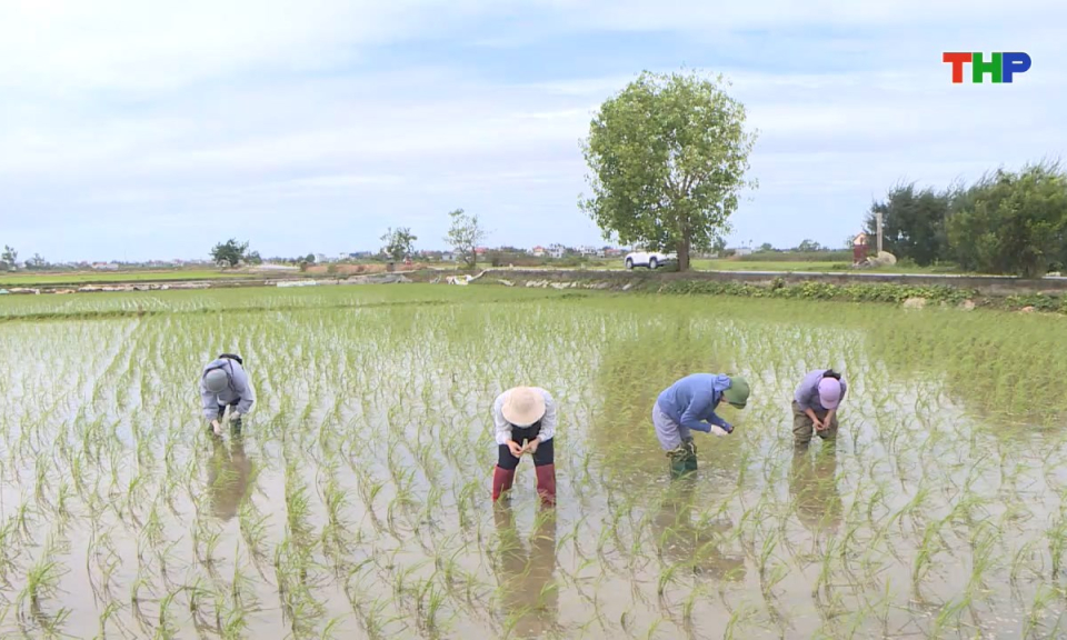 Bản tin Hải Phòng hôm nay (25/07/2025)