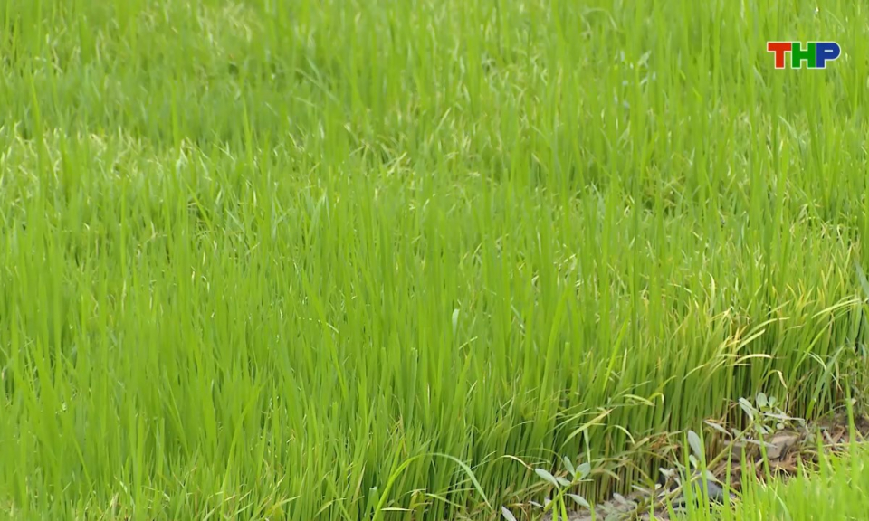 Bản tin thời sự sáng (30/07/2025)